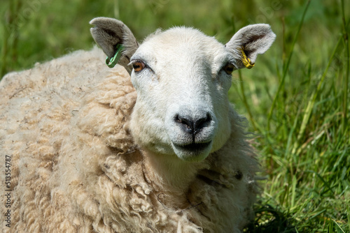 Photos portrait close of up a pretty white sheep in the English countryside