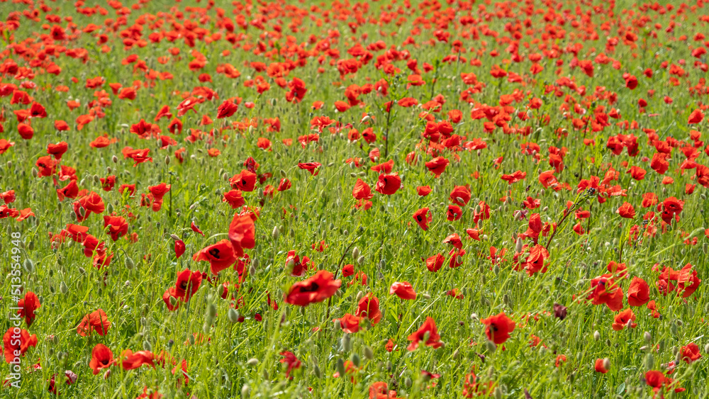 Red poppies against the blue sky. Poppies on green field. Estonia