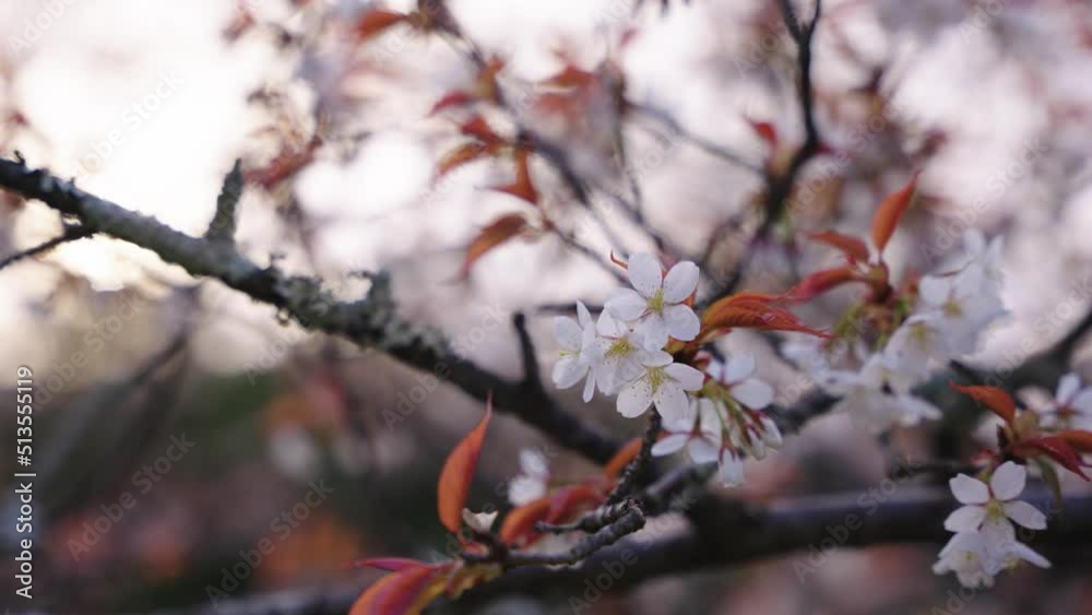 4k Yoshino Somei Sakura Flowers, Close up Shot at Sunset over Japanese Trees 4k Yoshino Somei Sakura Flowers, Close up Shot at Sunset over Japanese Trees