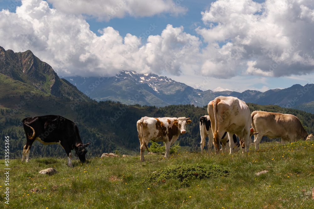 Obraz premium A bucolic mountain pasture near Monte Luco in the Maddalene group in South Tyrol-Italy