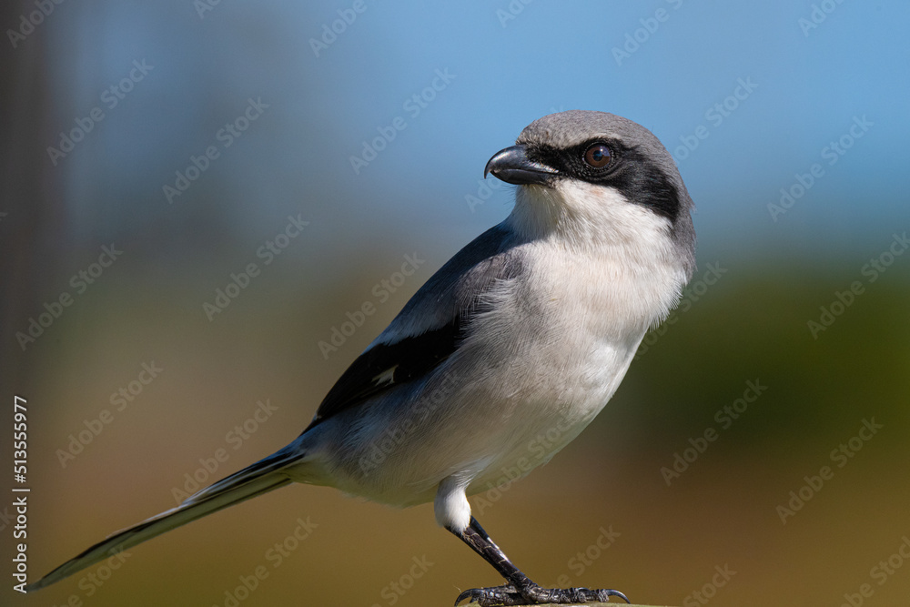 Obraz premium Loggerhead Shrike