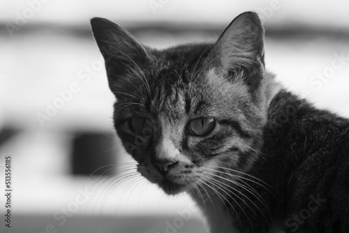 close up of domestic cat staring intently. black and white photography. domestic cat behavior.