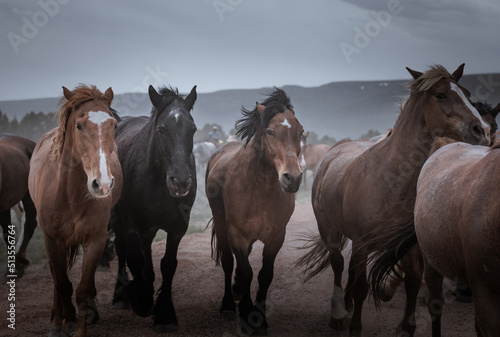 Fototapeta Naklejka Na Ścianę i Meble -  herd of horses running on dusty trail on overcast rainy day being driven to summer pastures