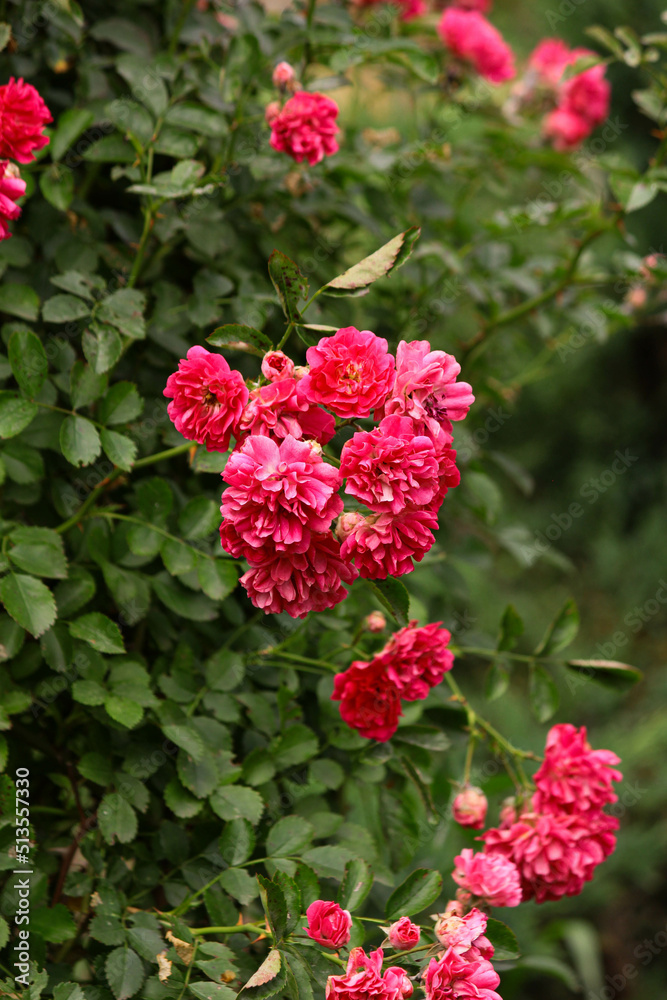red rose bush. pink roses on a stem. delicate pink roses in a rose garden in Spain.