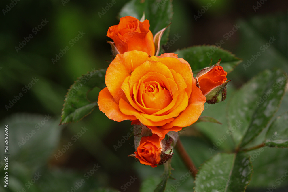 red rose in garden. Orange roses in the garden red rose in garden. Orange roses in the garden