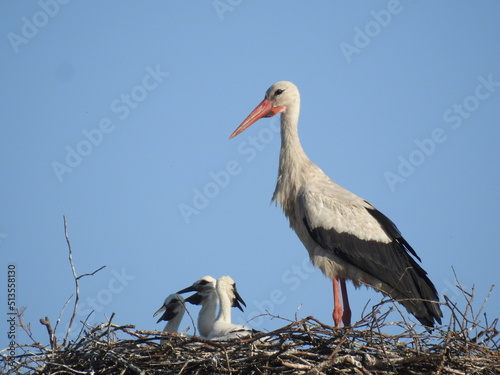 Stork with cheepers in the nest against the blue sky