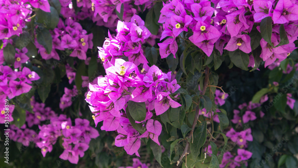 Fototapeta premium gorgeous purple violets glamorous wonderful colors of nature 2