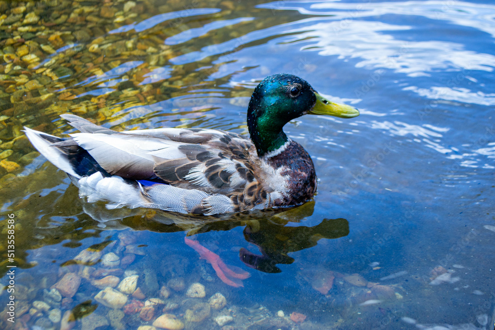 Fototapeta premium Image of an animal a wild drake and a duck sail on a pond
