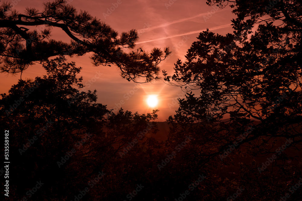 Fototapeta premium Pink sunset with trees