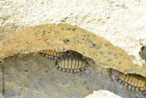chitons hiding under rock on pink sand beach in Bermuda © Patrick Moyer