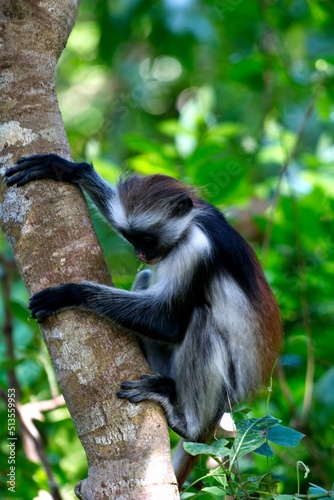 Vertical shot of a furry Zanzibar red colobus monkey (Piliocolobus kirkii) climbing the tree photo