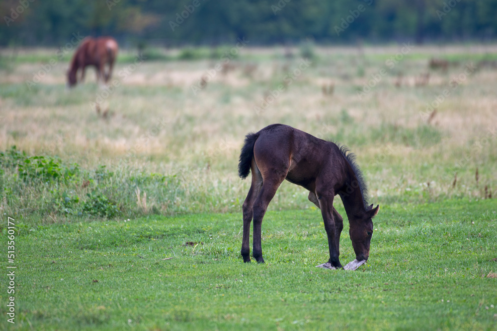 Foal finds something to play with in rural farm field. Foal finds something to play with in rural farm field.