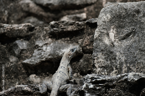 Iguana laying among the stones of a maya ruin,