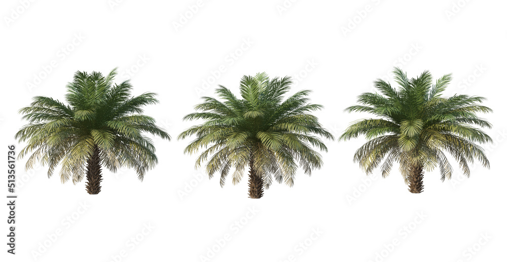Fototapeta premium A variety of trees and plants