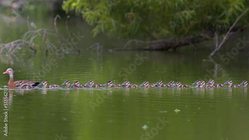 ducks in the lake