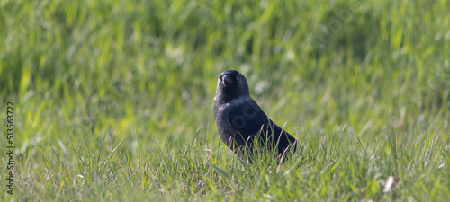 crow on the grass