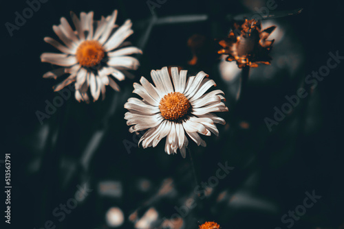 daisies on a white background