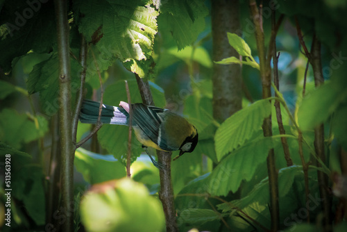 bird on a branch