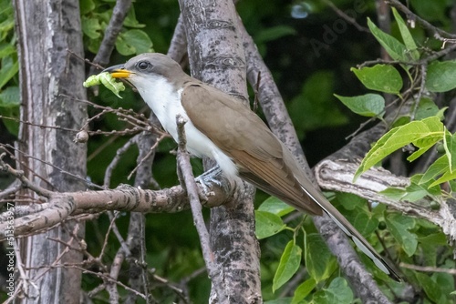 Closeup of the yellow-billed cuckoo, Coccyzus americanus perched on the tree branch. photo