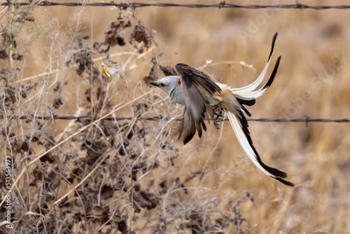 Closeup of the scissor-tailed flycatcher, Tyrannus forficatus catching a locust. photo