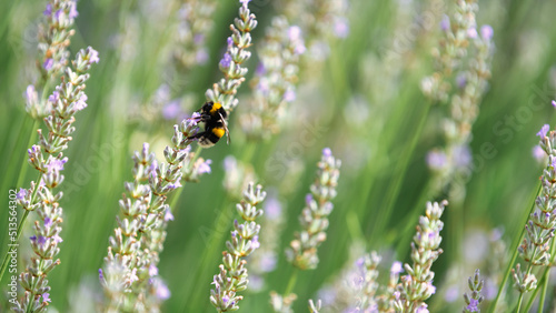 Konstfotografi Bumblebee on a sprig of lavender