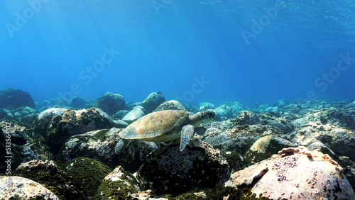 Fototapeta Naklejka Na Ścianę i Meble -  Sea turtle in rays of light over the reef