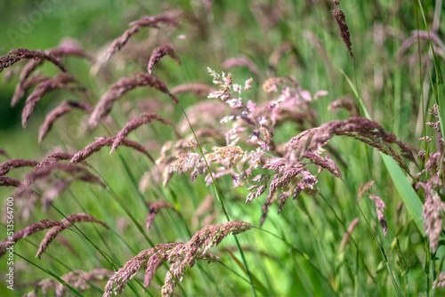 Macro shot of Hierochloe plants being blown by the wind in the field photo