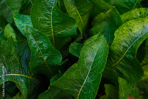 beautiful green horseradish leaves