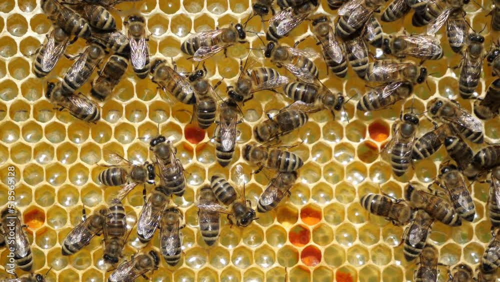 Beauty and color harmony in nature. 
Honeycomb filled with nectar, honey and pollen.