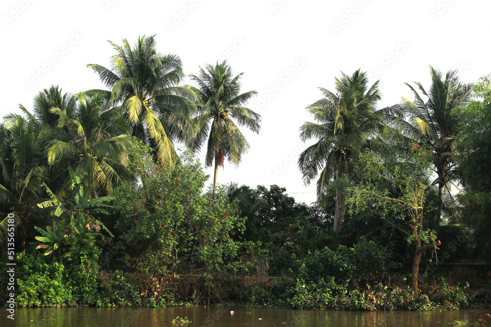  coconut trees on transparent background