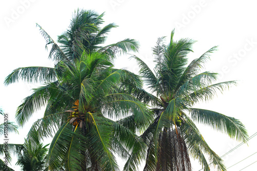  coconut tree on transparent background