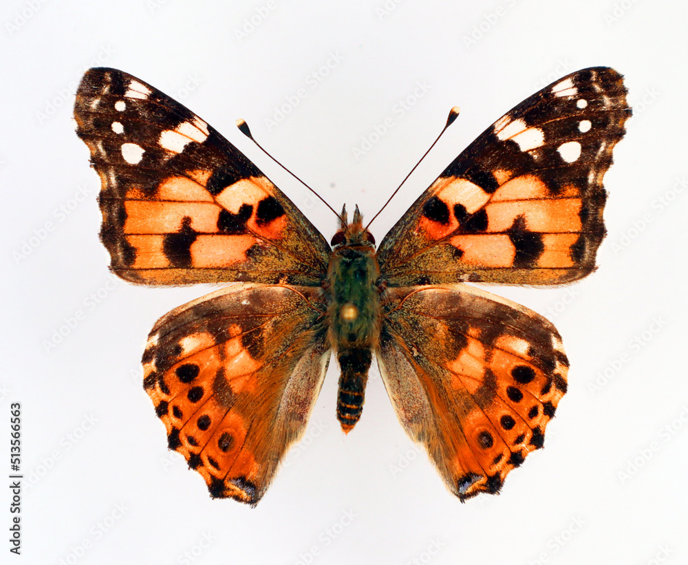 Butterfly isolated on white. Painted Lady Vanessa cardui orange black butterfly macro. Collection butterflies, nymphalidae, lepidoptera, entomology Butterfly isolated on white. Painted Lady Vanessa cardui orange black butterfly macro. Collection butterflies, nymphalidae, lepidoptera, entomology
