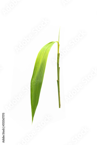 Close-up bamboo leaves on isolated white background,Clipping path.
