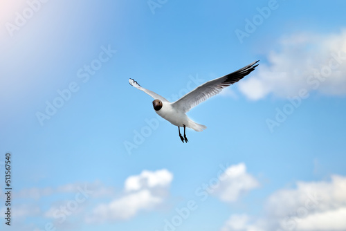 Beautiful shots of a seagull flying in the blue sky