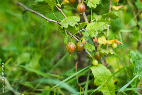 gooseberries on a branch
