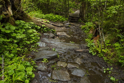 Difficult hiking trail at the river Bila Opava in Jeseniky  Czech Republic  Europe  Central Europe 