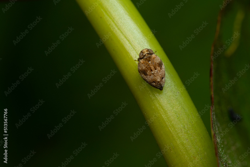 Close up of the Brown planthopper on green leaf in the garden. the Nilaparvata lugens (Stal) on green brunch. Close up of the Brown planthopper on green leaf in the garden. the Nilaparvata lugens (Stal) on green brunch.