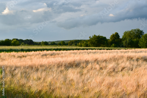 Summer nature in the village  wheat golden field and blue cloudy sky   landscape of Ukraine