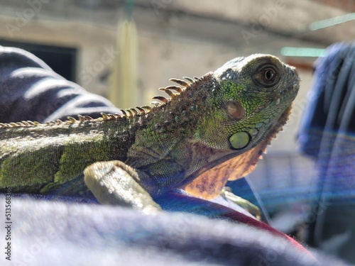 iguana on a tree photo