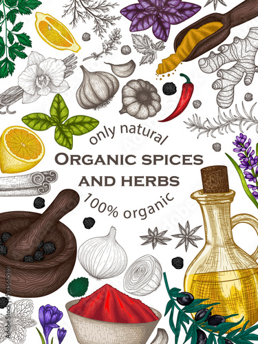 Vector frame of spices and herbs. Rosemary, peppercorns, lavender, anise, cinnamon, onion, mint, lemon, chili, curry, parsley, garlic, dill, curry, ginger, saffron, basil, vanilla, olive oil