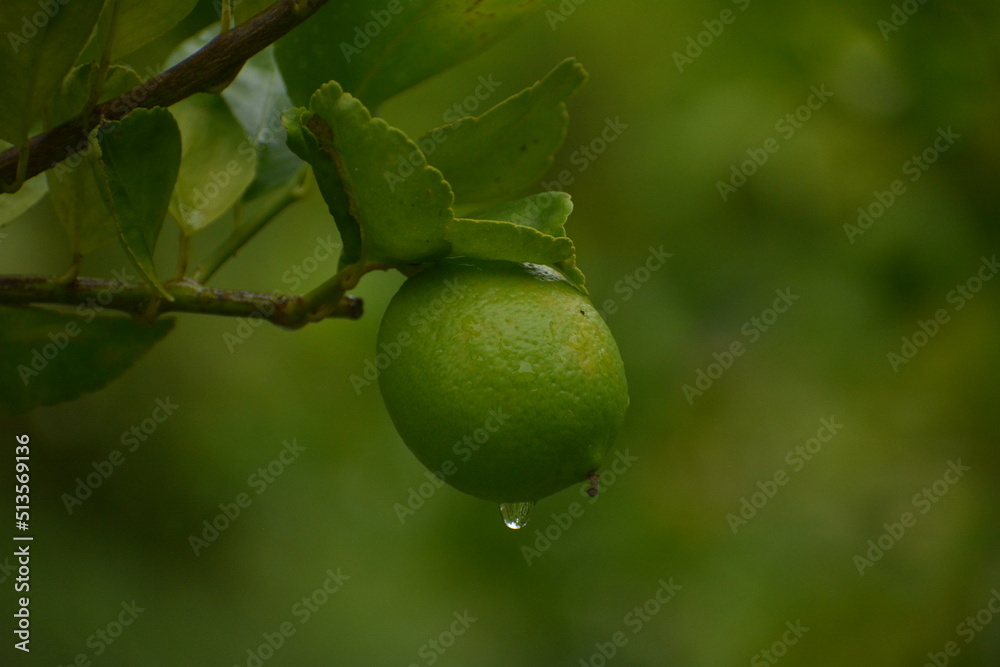 limón con agua limón con agua