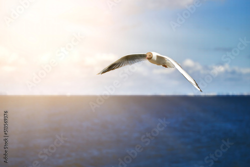 A seagull  soaring in the blue sky flying over the sea.
