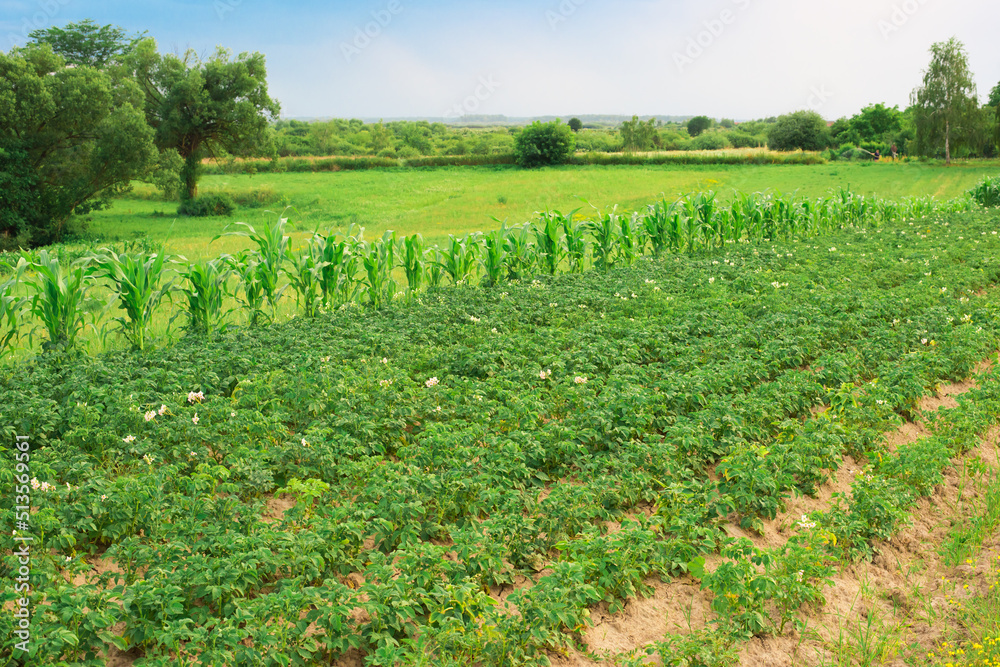 vegetable field of various vegetables vegetable field of various vegetables