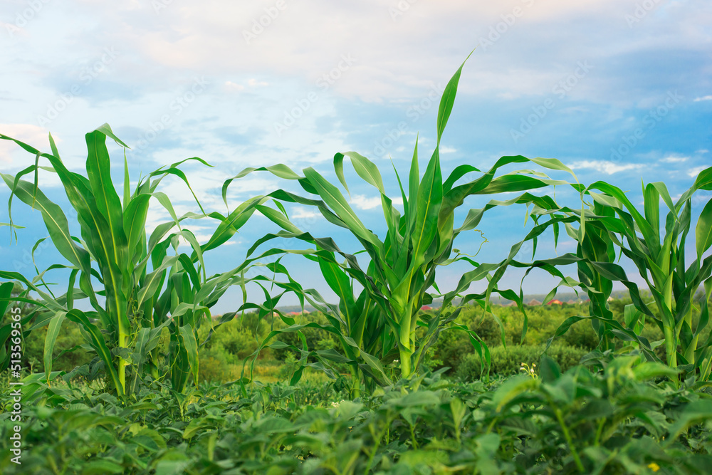 Obraz premium green corn in the garden