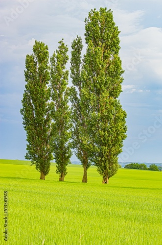 Fotótapéta Vertical shot of tall black poplar (Populus nigra) trees in a green field