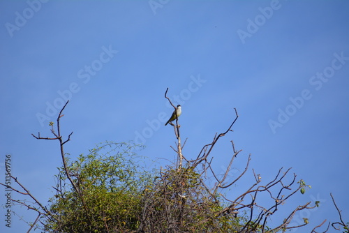 pájaro