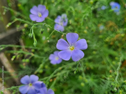 flax flowers in the garden
