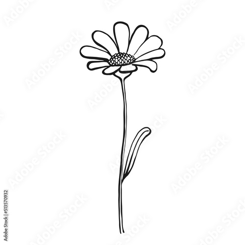 Wild flowers. Hand drawn floral elements. Vector illustration.