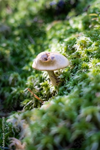 Hygrophorus mushroom in a forest in Sweden photo