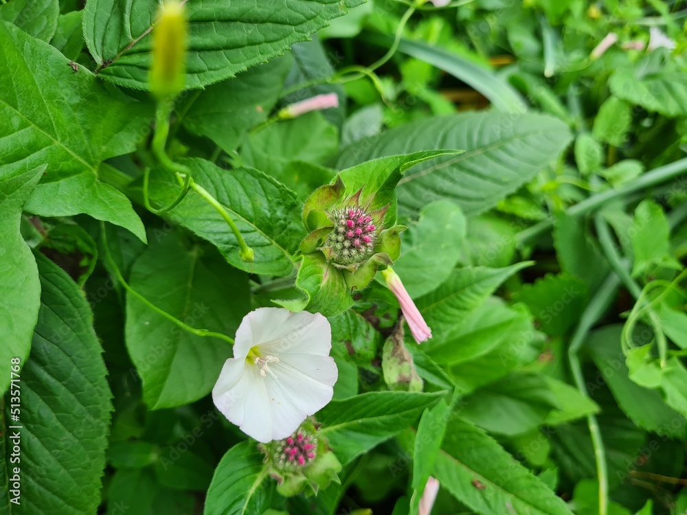 Amazing summer flowers in the garden